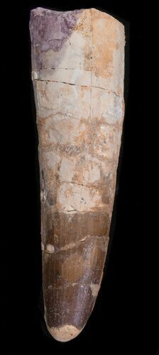 Spinosaurus Tooth - Large Root Section #40336